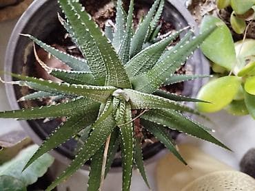 etotu bitkisi: Məhsul: Ev və ofis üçün dekorativ sukulent və kaktus kolleksiyası - — 5