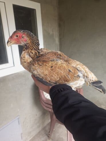 Попугаи: 1 ədəd O shamo 4 aylıq. 3 ədəd 6 ay yarımlıq heyratı tam sağlam vaksin — 4