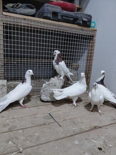 Salam saglam quşlardı 16.17 tük istəyən yazsın vatsaf aktivdi - Növ