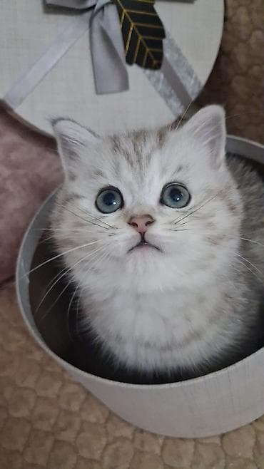 munchkin pişik qiymeti: Şinşilla, Dişi, Yaxşı əllərə, Ünvandan götürmə, Ödənişli çatdırılma — 7