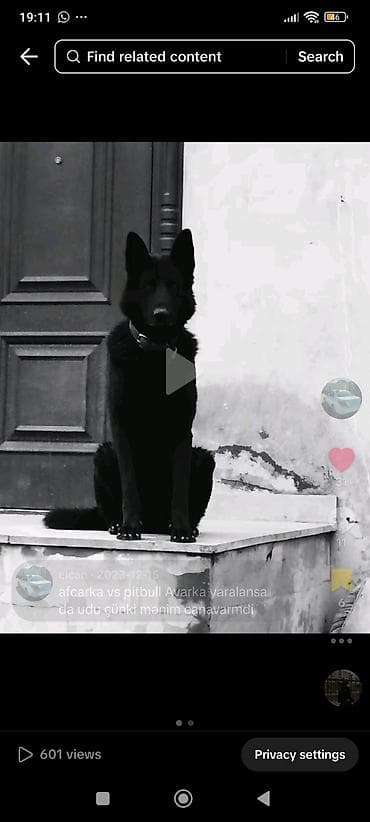 İtlər: 5 il, Erkek — 4