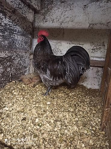 sumatra xoruz: Xoruz, il: 1, Ödənişli çatdırılma — 3