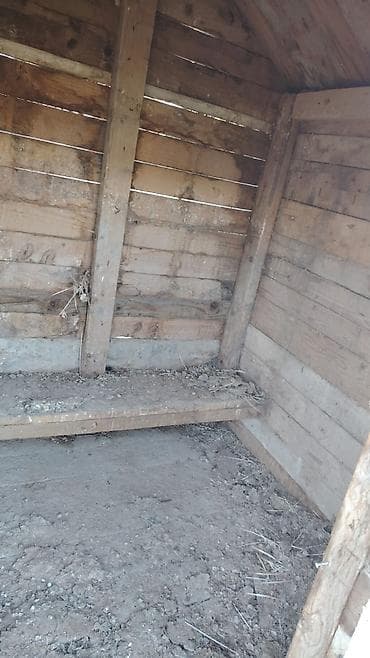 Другие животные: Satılır quşxana ünva: saray Nömrə:0773268150 taxdada dır çürüyü — 2