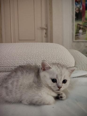 pişik cütleşdirmek: Britan — 3