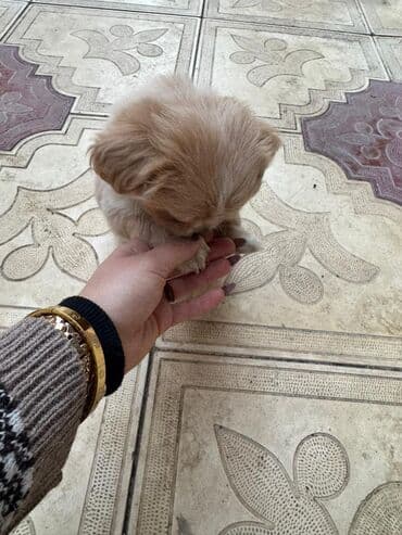 it cütləşdirmək: Pekines, 2 ay — 16