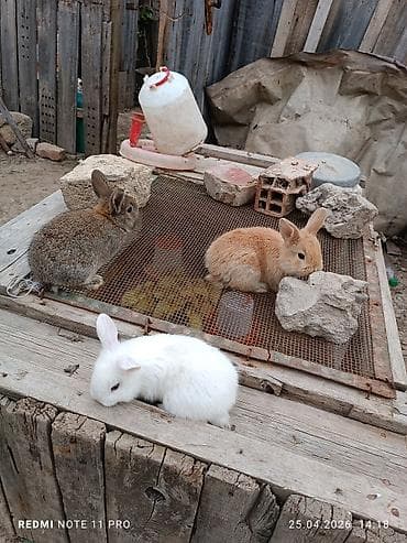 qoyun əti qiyməti: Üç dənə 30 günlük dovşan balaları Saglamdilar bağ şəraitində özüm — 7