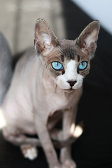 Sfinks, Erkək, Dişi, Yaxşı əllərə, Ünvandan götürmə lalafo.az -da Sfinks, Erkək, Dişi, Yaxşı əllərə, Ünvandan götürmə