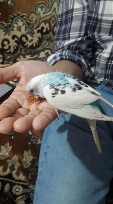 heyvan bazari quslar: 2 aylıg qırmızı göz ələ öyrəşmiş quşdu
sumqayit — 3