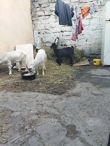Satılır: keçilər (3 baş) - Növ: yerli keçi - Rəng: 2 ədəd ağ, 1 ədəd