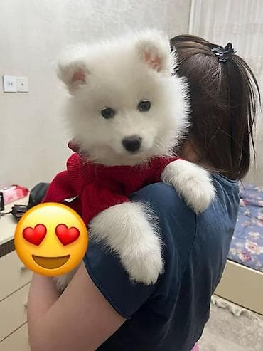 Samoyed, 4 ay, Dişi, Peyvəndli