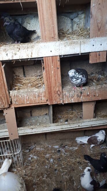 sumqayit goyercin: Məhsul: Ev göyərçinləri (bir neçə rəngdə və növdə) Təsvir: - — 5