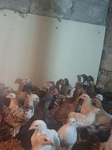 Digər heyvanlar: Toyuq cücələri, Damazlıq, Rayonlara çatdırılma, Ödənişli çatdırılma — 3