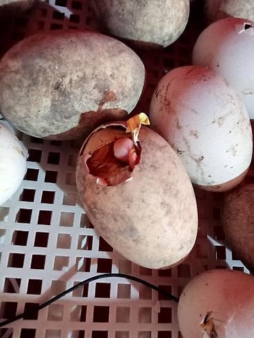 Moyka avadanlığı: Tam avtomat — 2