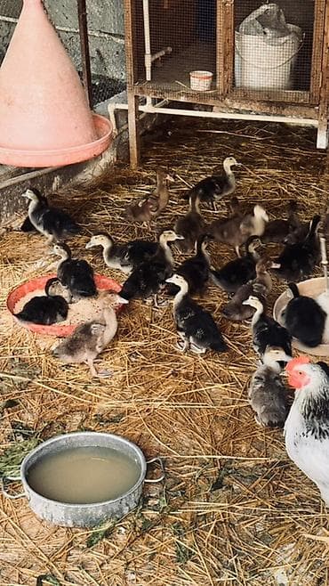 danisan quslar: Muscovy ördək balaları (barbariska) – təsərrüfatda böyüdülmüş, aktiv — 8