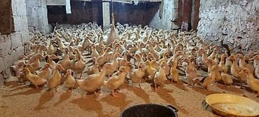 Коровы, быки: Ördəklər – müxtəlif yaş qrupları, partiya şəklində - Şəkillərdə — 7