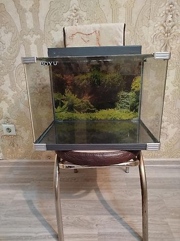 heyvanlar: BOYU şüşə akvarium idyal veziyetdedi Aval Akvarum işlenmişdi - — 6
