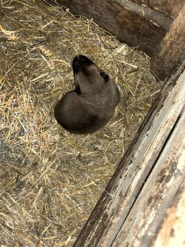 itlerin satisi: Peyvəndli — 2