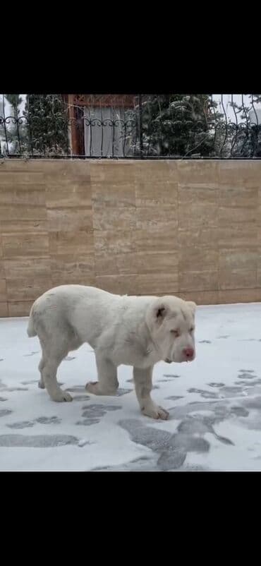 алабай в добрые руки: Алабай — 4