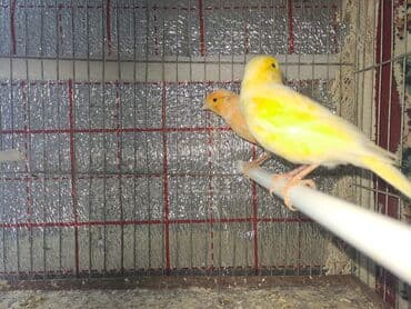 tuk tuk mmc: Hazir cut bulbuller erkey 1yas maya 10ayliq.erkey qirmizi maya ag — 3