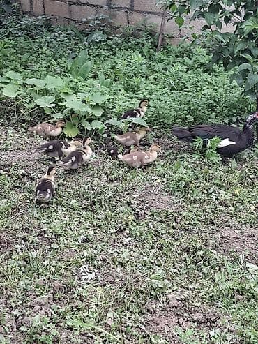 danışan quşlar: Muscovy (hindi) ördəkləri – ana ördək 12 balaları ilə - Cins — 3