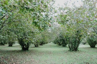 qalmaq serti ile: 65 sot, Biznes üçün, Kupça (Çıxarış), Bələdiyyə — 1