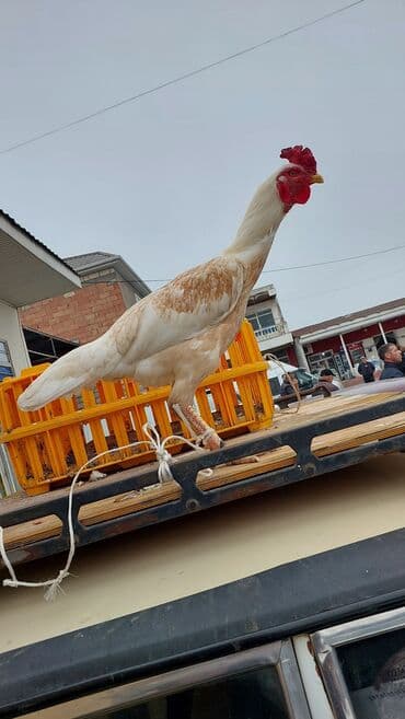 Xoruz, il: 1, Ödənişli çatdırılma, Ünvandan götürmə lalafo.az -da Xoruz, il: 1, Ödənişli çatdırılma, Ünvandan götürmə