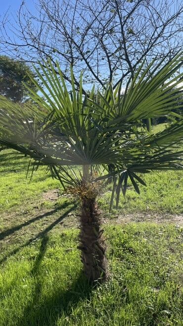 обои баку цены: Dekorativ palma ağacı
İkisidə bir yerdə 90 manata SATILIR — 2