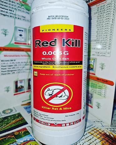 Siçan qovan, Yeni, Pulsuz çatdırılma