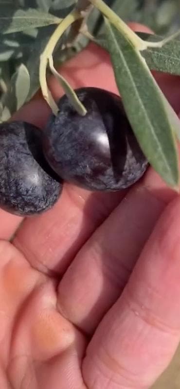 Bitki dərmanları: Zeytun ağaclarının topdan satişi — 3