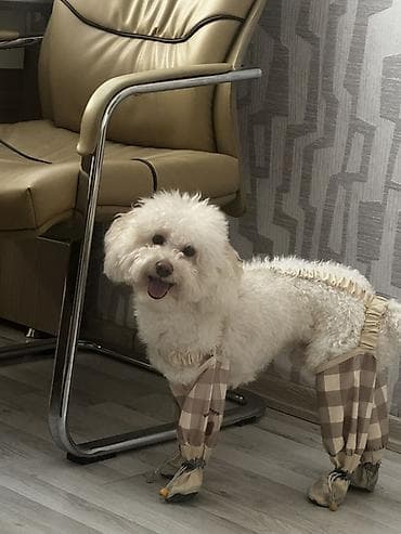 turbo az qusar: Pudel, 1 il, Erkek, Cütləşmə üçün — 3