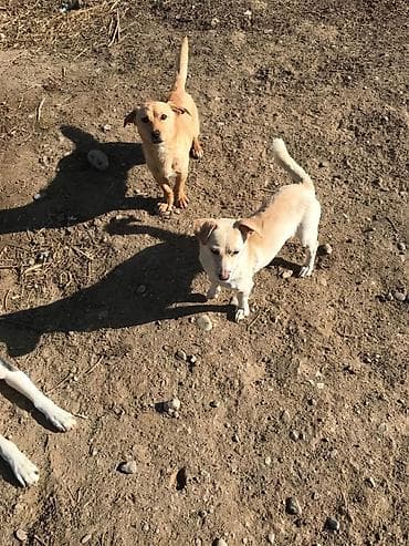 Zvonok, 10 ay, Erkek, Peyvəndli, Ödənişli çatdırılma