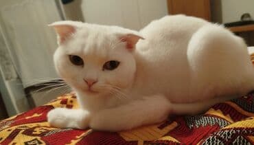 pişik latok: Şotland yastı qulaq, Dişi, Yaxşı əllərə — 2