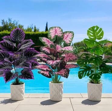 dekarativ guller: 🌸 İstədiyiniz dibçəyi, istədiyiniz ölçüdə yığırıq! 🏡 Evlər, ofislər — 22