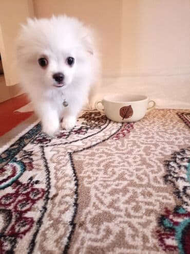 mehriban unun qiymeti: Шпиц, 3 месяца, Самка, С прививками, Платная доставка — 6