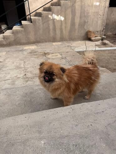 сколько стоит миниатюрный пудель: Пекинес, 6 месяцев, Самка — 3