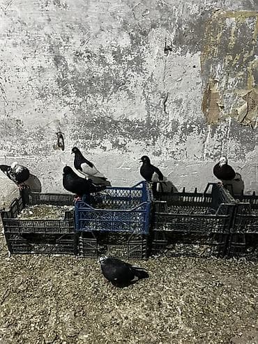 takla goyercin: Salam.Gorduyunuz 1 qusxana goyercin satilir.Hamsi tergitmedi.Qusdan — 4