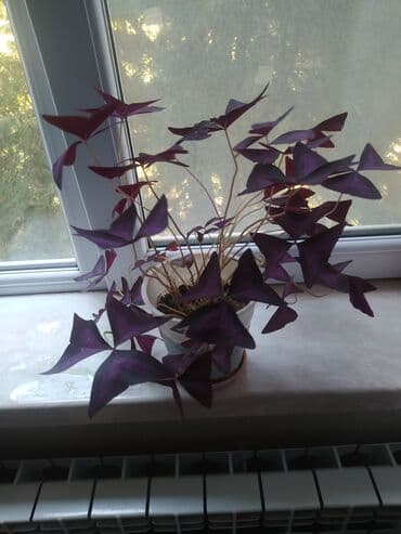 i̇şgüzar kişi gödəkçəsi: 18manat — 2