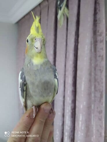 xaski it satisi: Salam danisan quslar satilir. Yaslari ferqlidir. Quslar dislemir — 10