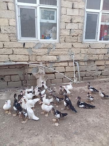 tutuquşu satışı: Təcili satılır real alıcıya endirim olunacaq 🥳🦆 — 2