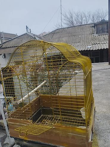 Geyimlər: Quş qəfəsi – metal karkaslı, sarı rəngdə - Kafelə bənzər qövsvari — 1