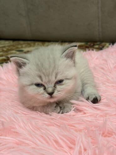 pulsuz pişik balaları 2023: Şotland yastı qulaq, Erkək, Dişi — 4