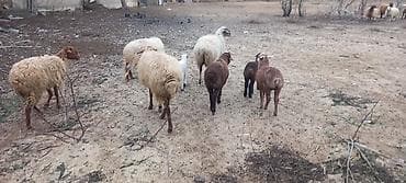 qoyun quyrugu: Tək tək satiş var.Yanı balalılar, 4 ana 4 bala.Razılaşma olacaq.Ciddi — 3