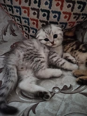 pişikler: Şotland — 3