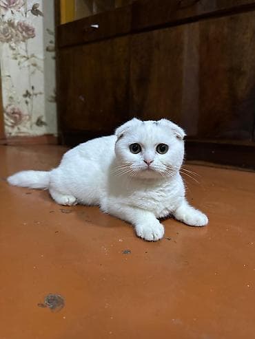 it aliram: Şotland yastı qulaq, Dişi — 4