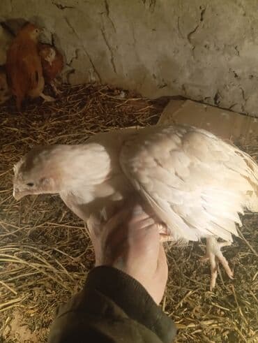 fireng toyugu: Toyuq, Australorp, Damazlıq, Ünvandan götürmə, Ödənişli çatdırılma, Rayonlara çatdırılma — 5