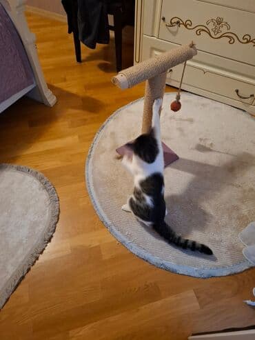 pişik sumkası: Yaxşı əllərə — 3