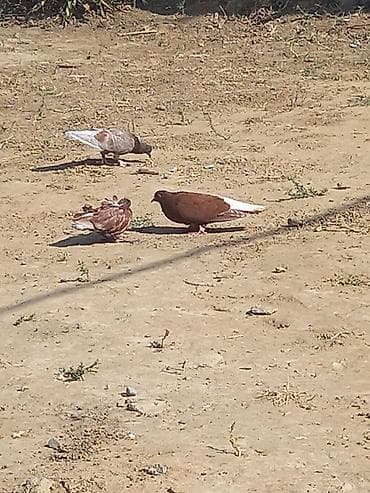 qızıl quş: Qirmizi ag quyrug maya sonu 15 m qizgin mayadi — 1
