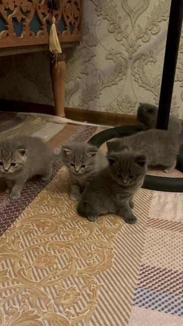 кот для вязки: Британская, Самец, Самка, Самовывоз — 6