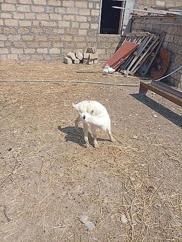bala keçi: SAF KAN SANEN FIRANSIZ IRKI KEÇİLER MACAR IRKI KEÇİLER ÇEPİÇLER BOĞAZ — 6
