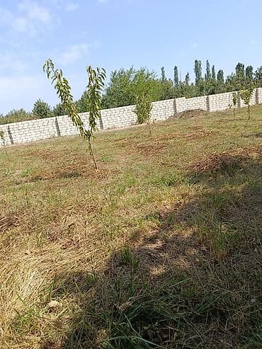Satışda həyət yanı torpaq sahəsi! Ümumi sahə 12 sot, həm qılas ağacı — 2